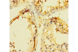 Immunohistochemistry of paraffin-embedded human testis tissue using ABIN7165649 at dilution of 1:100 (INCA1 anticorps  (AA 1-236))