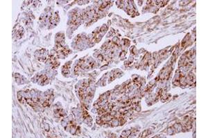 Image no. 1 for anti-Lactotransferrin (LTF) (AA 98-412) antibody (ABIN1499234)