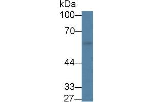 Western blot analysis of Mouse Stomach lysate, using Mouse KLF4 Antibody (1 µg/ml) and HRP-conjugated Goat Anti-Rabbit antibody ( (KLF4 anticorps  (AA 240-478))