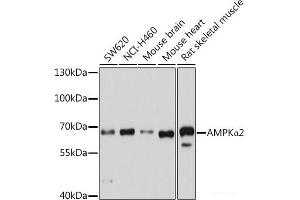 Western blot analysis of extracts of various cell lines using AMPKα2 Polyclonal Antibody at dilution of 1:1000. (PRKAA2 anticorps)