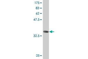 Western Blot detection against Immunogen (36.