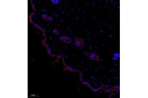 Immunofluorescence of paraffin embedded mouse skin using NCK (ABIN7074783) at dilution of 1:1000 (200x lens)
