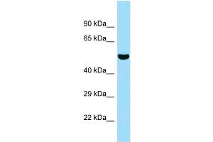 WB Suggested Anti-5033411D12Rik Antibody Titration: 1. (SUGCT anticorps  (C-Term))