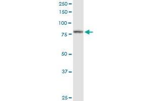 PFKP MaxPab polyclonal antibody. (PFKP anticorps  (AA 1-784))