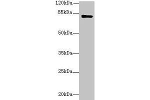 Western blot All lanes: LMF2 antibody at 6 μg/mL + Mouse kidney tissue Secondary Goat polyclonal to rabbit IgG at 1/10000 dilution Predicted band size: 80, 77, 68 kDa Observed band size: 80 kDa