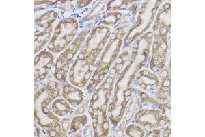 Immunohistochemistry of paraffin-embedded mouse kidney using Erlin-2 Rabbit mAb (ABIN7267006) at dilution of 1:100 (40x lens). (ERLIN2 anticorps)