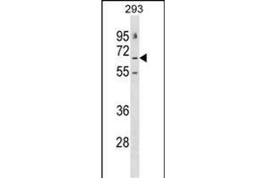 GABRE Antibody (N-term) (ABIN1539525 and ABIN2848745) western blot analysis in 293 cell line lysates (35 μg/lane). (GABRE anticorps  (N-Term))