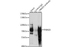 Immunoprecipitation analysis of 200 μg extracts of HepG2 cells, using 3 μg TRIM25 antibody .