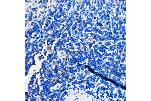 Immunohistochemistry of paraffin-embedded Rat spleen using HC Rabbit pAb (ABIN7267805) at dilution of 1:100 (40x lens).