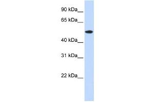 Western Blotting (WB) image for anti-RasGEF Domain Family, Member 1A (RASGEF1A) antibody (ABIN2459914) (RASGEF1A anticorps)