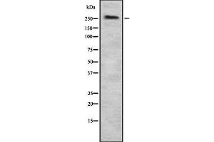 Western blot analysis of SPTAN1 using HuvEc whole  lysates. (SPTAN1 anticorps  (N-Term))