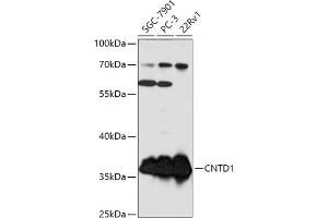 Western blot analysis of extracts of various cell lines, using CNTD1 antibody (ABIN7266574) at 1:1000 dilution. (CNTD1 anticorps  (AA 1-120))