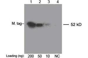 Lane 1-3: 200 ng, 50 ng, 10 ng Multiple Tag Cell Lysate (ABIN1536505) Lane 4: Negative ControlDetect antibody: 0. (c-MYC anticorps  (Biotin))