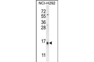 Western blot analysis in NCI-H292 cell line lysates (35ug/lane). (LY6G6C anticorps  (C-Term))