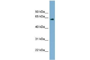 WB Suggested Anti-C12orf4 Antibody Titration: 0. (C12orf4 anticorps  (Middle Region))