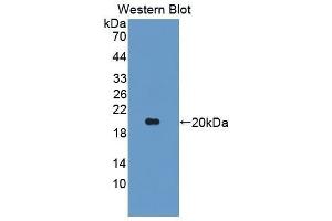 Western Blotting (WB) image for anti-Angiopoietin-Like 2 (ANGPTL2) (AA 47-207) antibody (ABIN3205834) (ANGPTL2 anticorps  (AA 47-207))