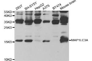 Western Blotting (WB) image for anti-Microtubule-Associated Protein 1 Light Chain 3 alpha (MAP1LC3A) antibody (ABIN1876819) (MAP1LC3A anticorps)