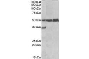 Antibody (0. (LSP1 anticorps  (C-Term))