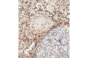 Immunohistochemical analysis of paraffin-embedded human lymph node tissue using (ABIN1881847 and ABIN2838812) performed on the Leica® BOND RXm.