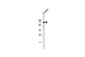 Anti-IGSF8 Antibody (Center) at 1:1000 dilution + human brain lysate Lysates/proteins at 20 μg per lane. (IGSF8 anticorps  (AA 226-254))