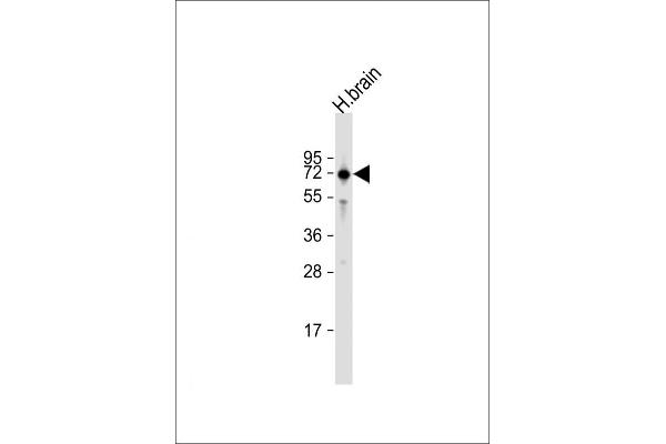 IGSF8 anticorps  (AA 226-254)