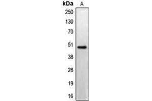 Western blot analysis of CCKBR expression in HeLa (A) whole cell lysates.