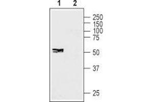 Western blot analysis of human SH-SY5Y neuroblastoma cell lysate:1. (Gap Junction Protein, gamma 1, 45kDa (GJC1) Peptide)