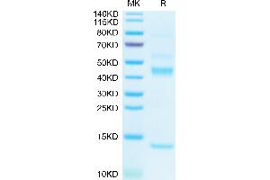 Biotinylated Human Latent TGF beta 1 on Tris-Bis PAGE under reduced condition.