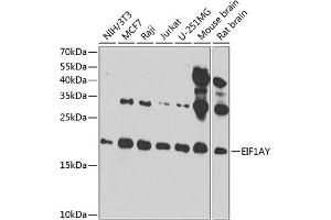 Western blot analysis of extracts of various cell lines, using EIF1AY antibody (ABIN6131913, ABIN6140019, ABIN6140020 and ABIN6220569) at 1:1000 dilution. (EIF1AY anticorps  (AA 1-144))