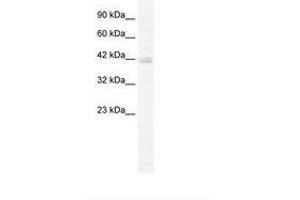 Image no. 1 for anti-Potassium Channel Tetramerisation Domain Containing 18 (KCTD18) (AA 145-194) antibody (ABIN202495) (KCTD18 anticorps  (AA 145-194))