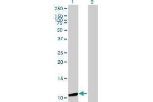 Western Blot analysis of GTF2A2 expression in transfected 293T cell line by GTF2A2 monoclonal antibody (M01), clone 2B9. (GTF2A2 anticorps  (AA 1-109))
