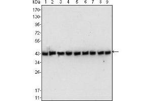 Western blot analysis using beta-Actin mouse mAb against NIH/3T3 (1), Jurkat (2), Hela (3), CHO (4), PC12 (5), HEK293 (6), COS (7), A549 (8) and MCF-7 (9) cell lysate.