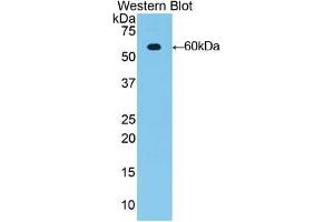 Detection of Recombinant MUC1, Rat using Polyclonal Antibody to Mucin 1 (MUC1)