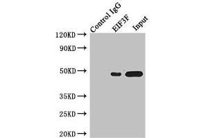 Immunoprecipitating EIF3F in Jurkat whole cell lysate Lane 1: Rabbit control IgG instead of (1 μg) instead of ABIN7152155 in Jurkat whole cell lysate. (EIF3F anticorps  (AA 88-357))