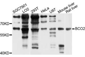 Western blot analysis of extracts of various cell lines, using BCO2 antibody (ABIN5972911) at 1/1000 dilution. (BCO2 anticorps)