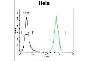 Flow cytometric analysis of Hela cells (right histogram) compared to a negative control cell (left histogram). (WFDC1 anticorps  (C-Term))