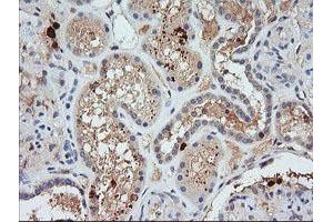 Image no. 1 for anti-Kallikrein 8 (KLK8) antibody (ABIN1498966)