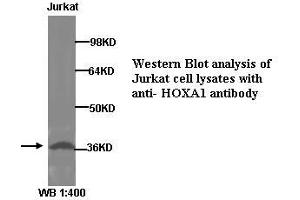 Image no. 1 for anti-Homeobox A1 (HOXA1) (Internal Region) antibody (ABIN790933) (HOXA1 anticorps  (Internal Region))
