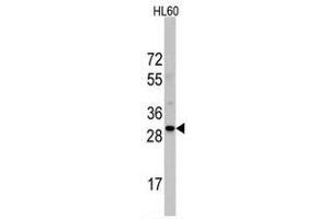Image no. 2 for anti-Ribosomal Protein S6 (RPS6) (N-Term) antibody (ABIN357338) (RPS6 anticorps  (N-Term))