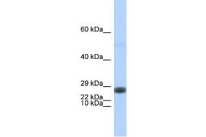 WB Suggested Anti-EDF1 Antibody Titration:  0. (EDF1 anticorps  (Middle Region))