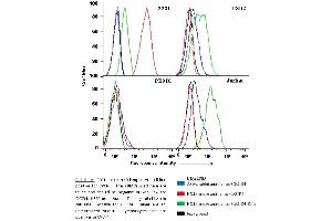 Sample Type:  HMEC-1 and A549 cells