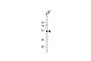 Anti-GSK3A Antibody  at 1:1000 dilution + A549 whole cell lysate Lysates/proteins at 20 μg per lane. (GSK3 alpha anticorps  (C-Term))