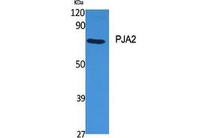 Western Blot (WB) analysis of specific cells using PJA2 Polyclonal Antibody. (PJA2 anticorps  (Internal Region))