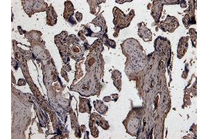 ABIN185470 (8 μg/mL) staining of paraffin embedded Human Placenta. (PLAU anticorps  (C-Term))