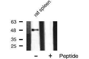 Western blot analysis of GATA3 phosphorylation expression in rat spleen tissue lysates,The lane on the right is treated with the antigen-specific peptide. (GATA3 anticorps  (pSer308))