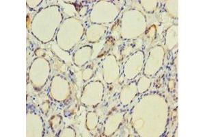 Immunohistochemistry of paraffin-embedded human thyroid tissue using ABIN7172162 at dilution of 1:100 (TPO (AA 19-846) anticorps)