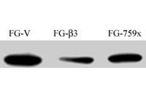 FG Pancreatic Carcinoma Cell Lines stably expressing vector along (FG-V) the beta3 integrin subunit (FG-beta3) or a beta3 truncation mutant (FG-759x) . (Src anticorps)