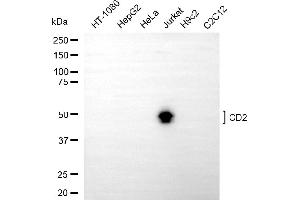 Western blotting analysis using CD2 antibody (ABIN7797957).