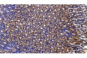 Detection of PRDX2 in Mouse Stomach Tissue using Polyclonal Antibody to Peroxiredoxin 2 (PRDX2) (Peroxiredoxin 2 anticorps  (AA 6-164))
