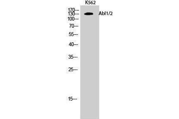 ABL1/2 anticorps  (Lys5)